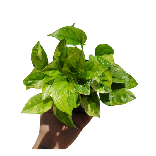 Pothos Emerald| Epipremnum Aureum Emerald "4