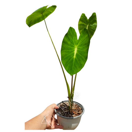 Colocasia Nancy Revange "5
