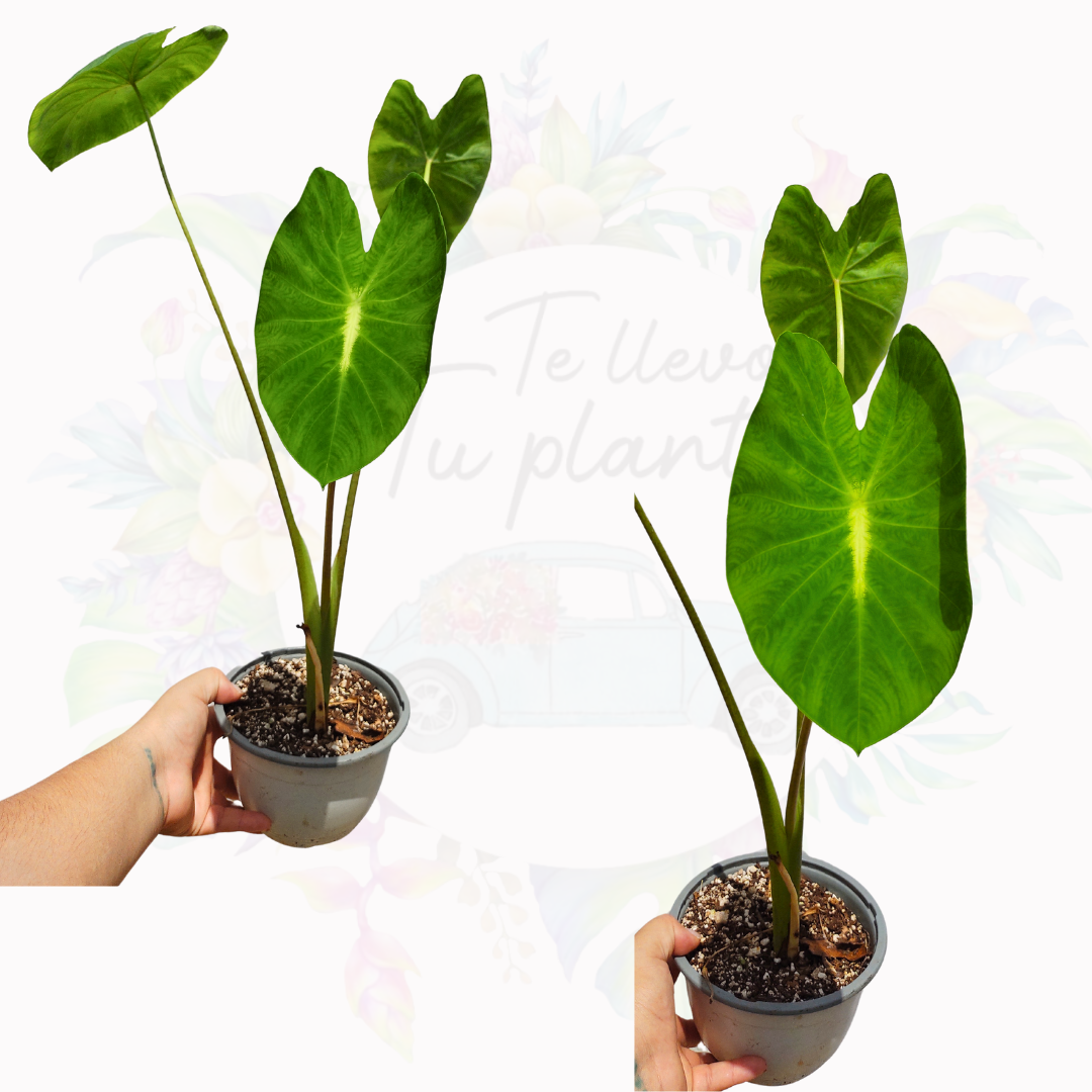Colocasia Nancy Revange "5