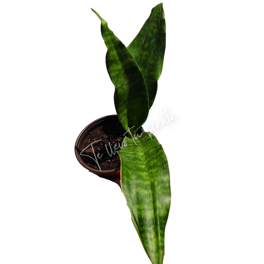 Sansevieria Jaboa "5