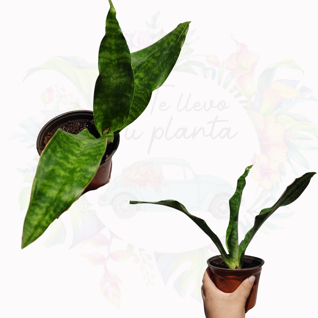 Sansevieria Jaboa "5