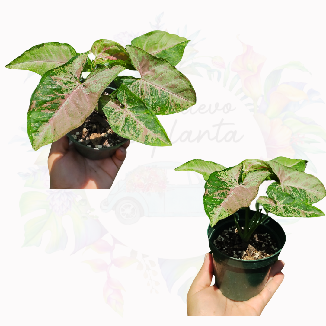 Syngonium Confetti Tricolor "4