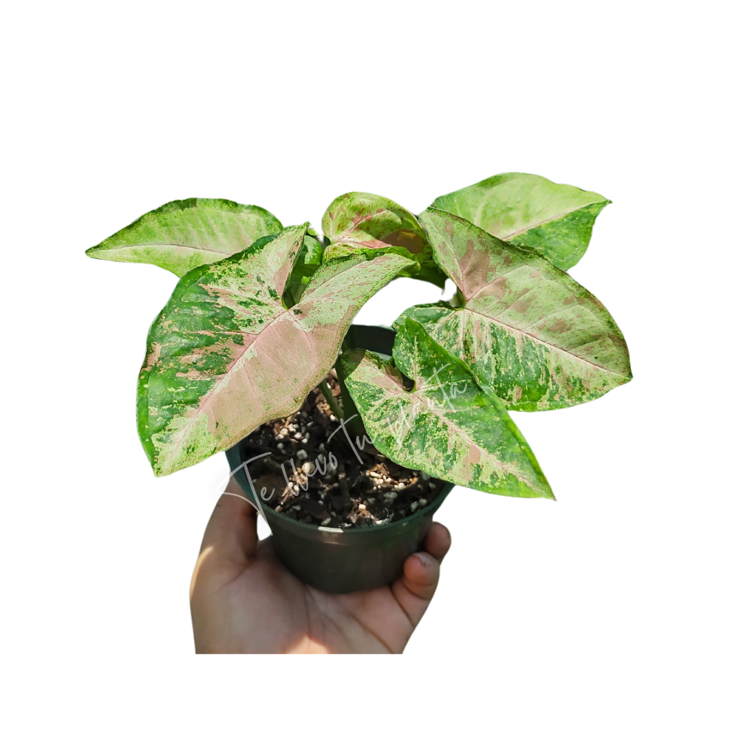 Syngonium Confetti Tricolor "4