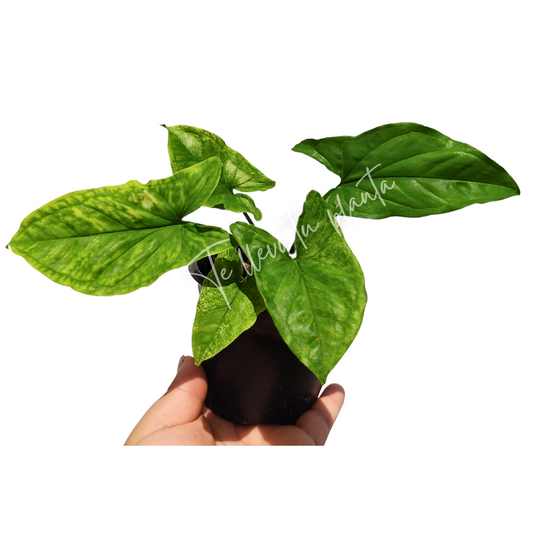 Syngonium Mojito "4 (REVERTIDO)