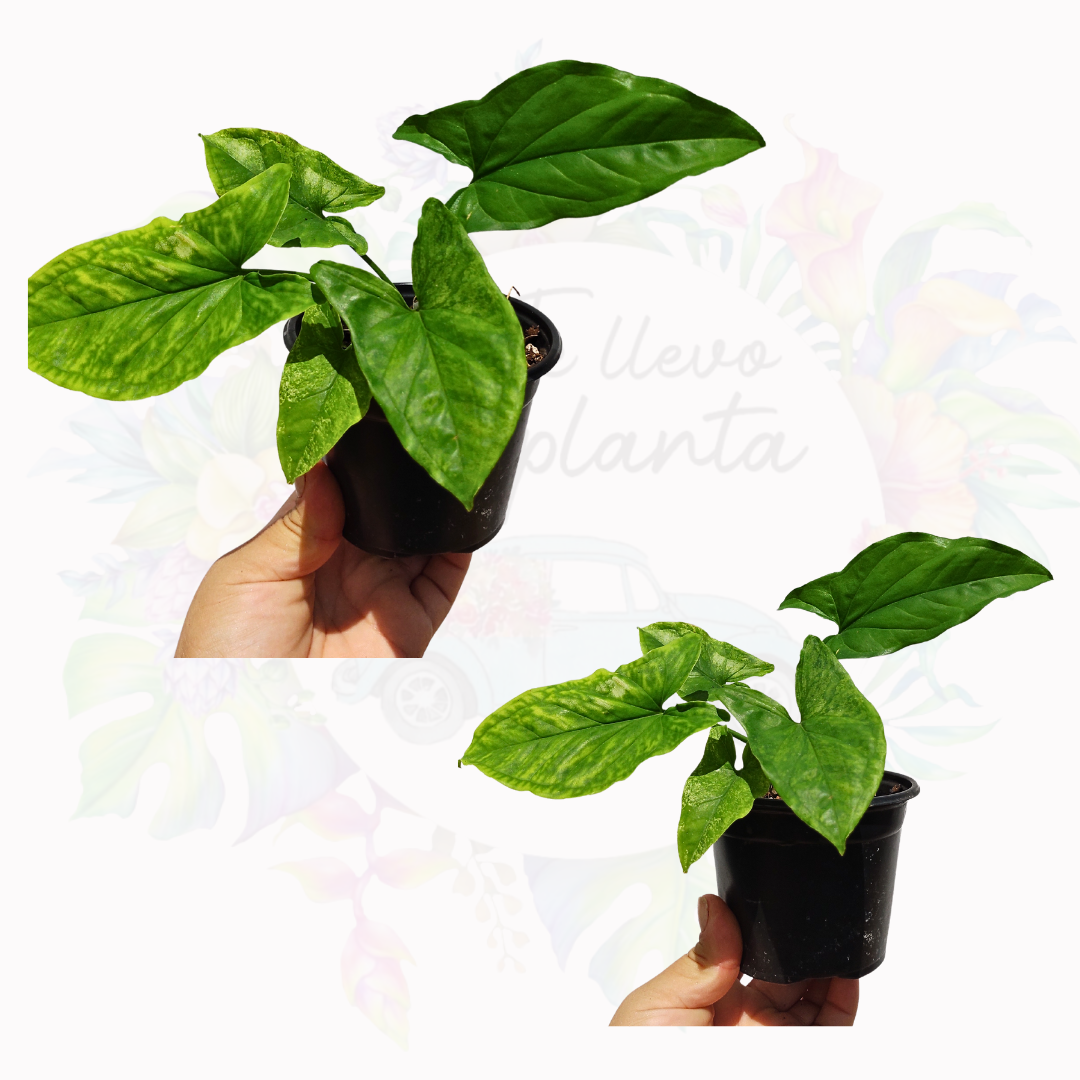Syngonium Mojito "4 (REVERTIDO)