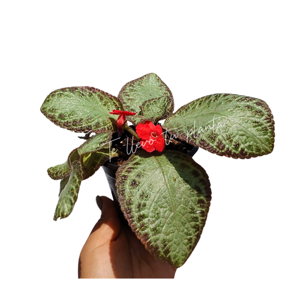 Episcia Chocolate Soldier "4