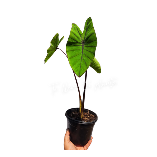 Colocasia Blue Hawaiian #6