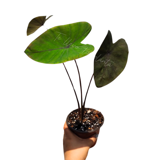 Colocasia Purple Guppy #5