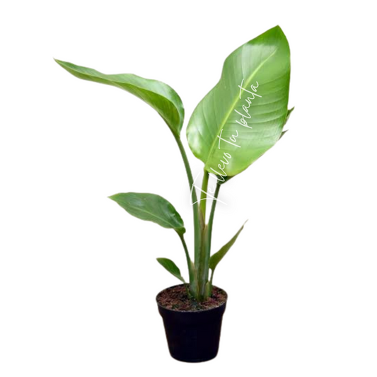 Strelitzia Nicolai "12