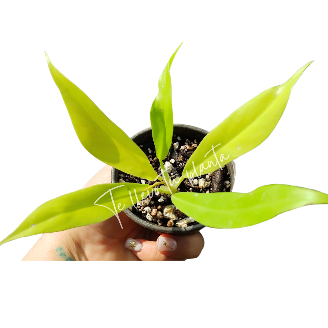 Philodendron Golden Crocodile "3
