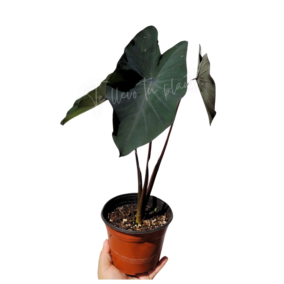 Colocasia Black Magic "6