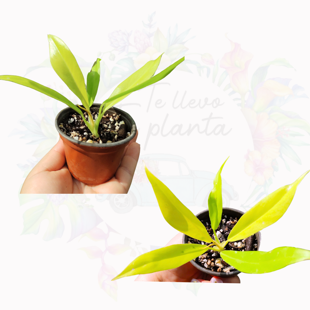 Philodendron Golden Crocodile "3
