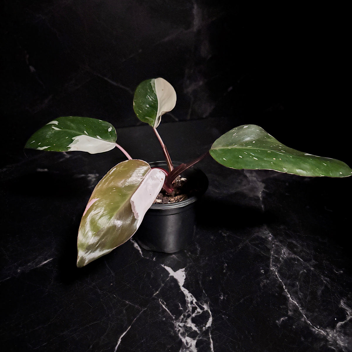 Philodendron Red Anderson “4