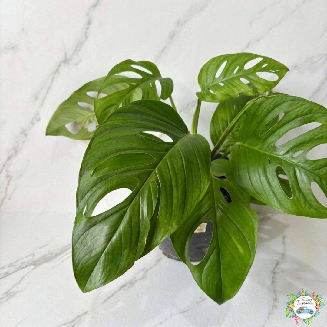 Monstera Acacoyaguensis XL “10