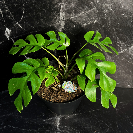 Raphidophora Tetrasperma “7