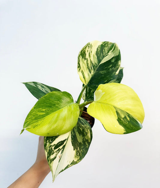 Philodendron White Wizard Tricolor “4