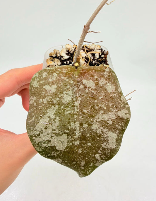 Hoya Purpureofusca x Imbricata “3