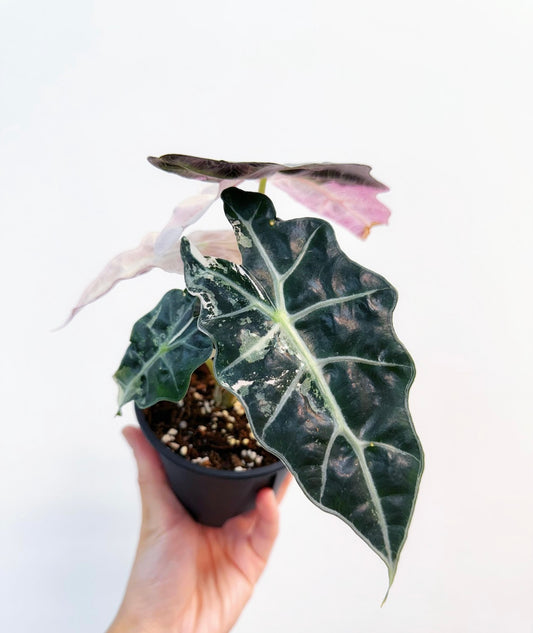 Alocasia Amazónica Albo Pink “4