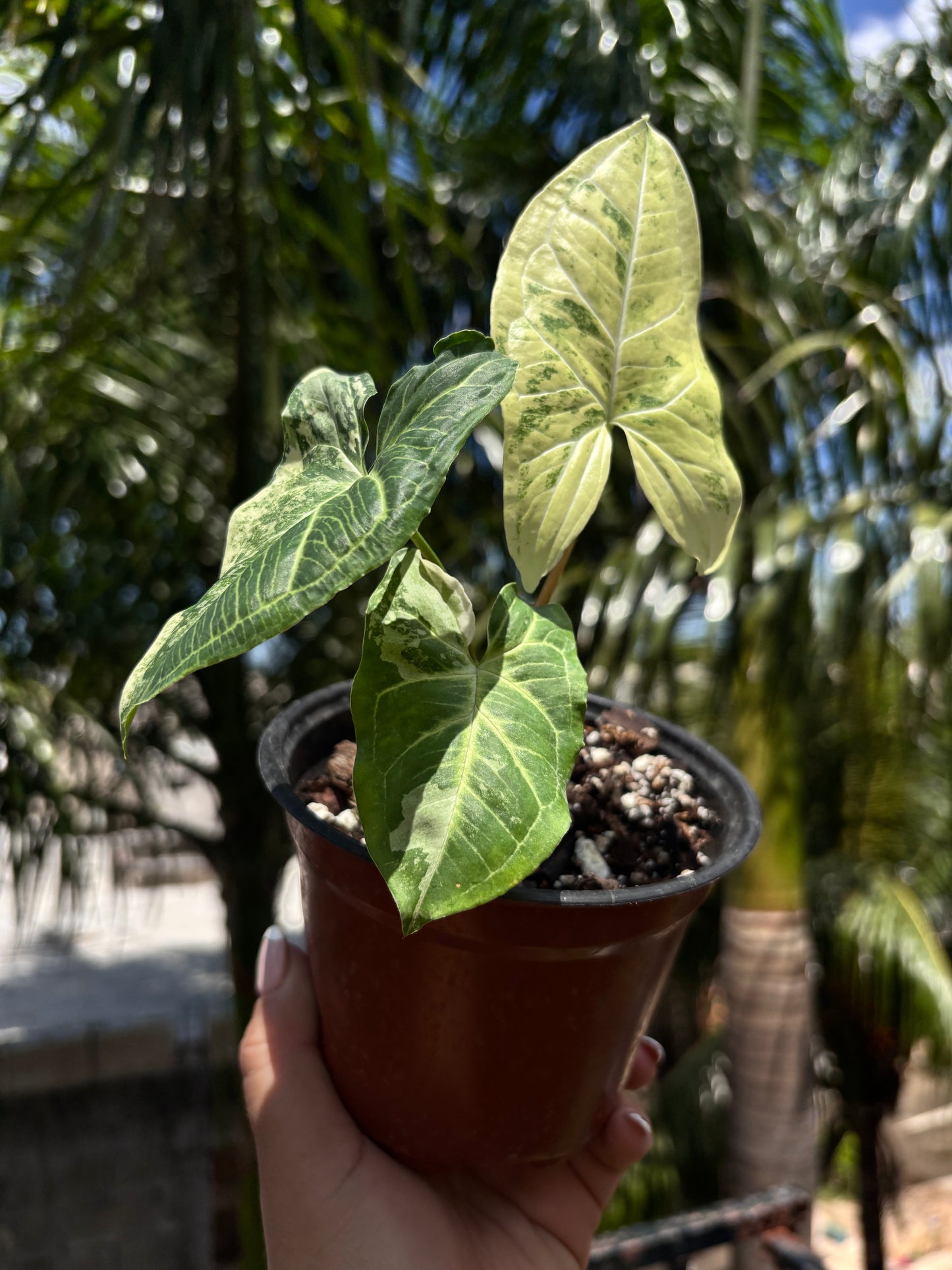 Syngonium Batik Albo “4