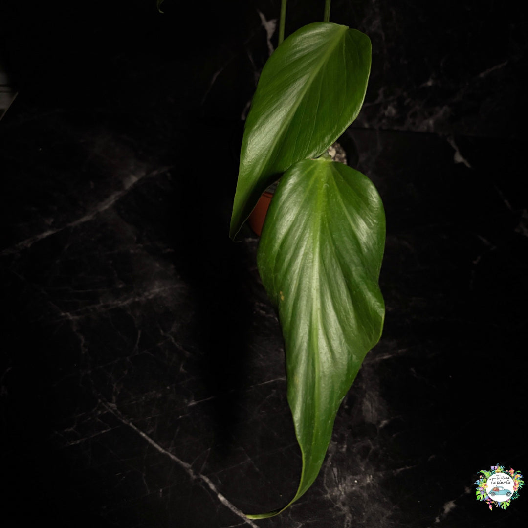 Monstera Burle Marx Flame “5