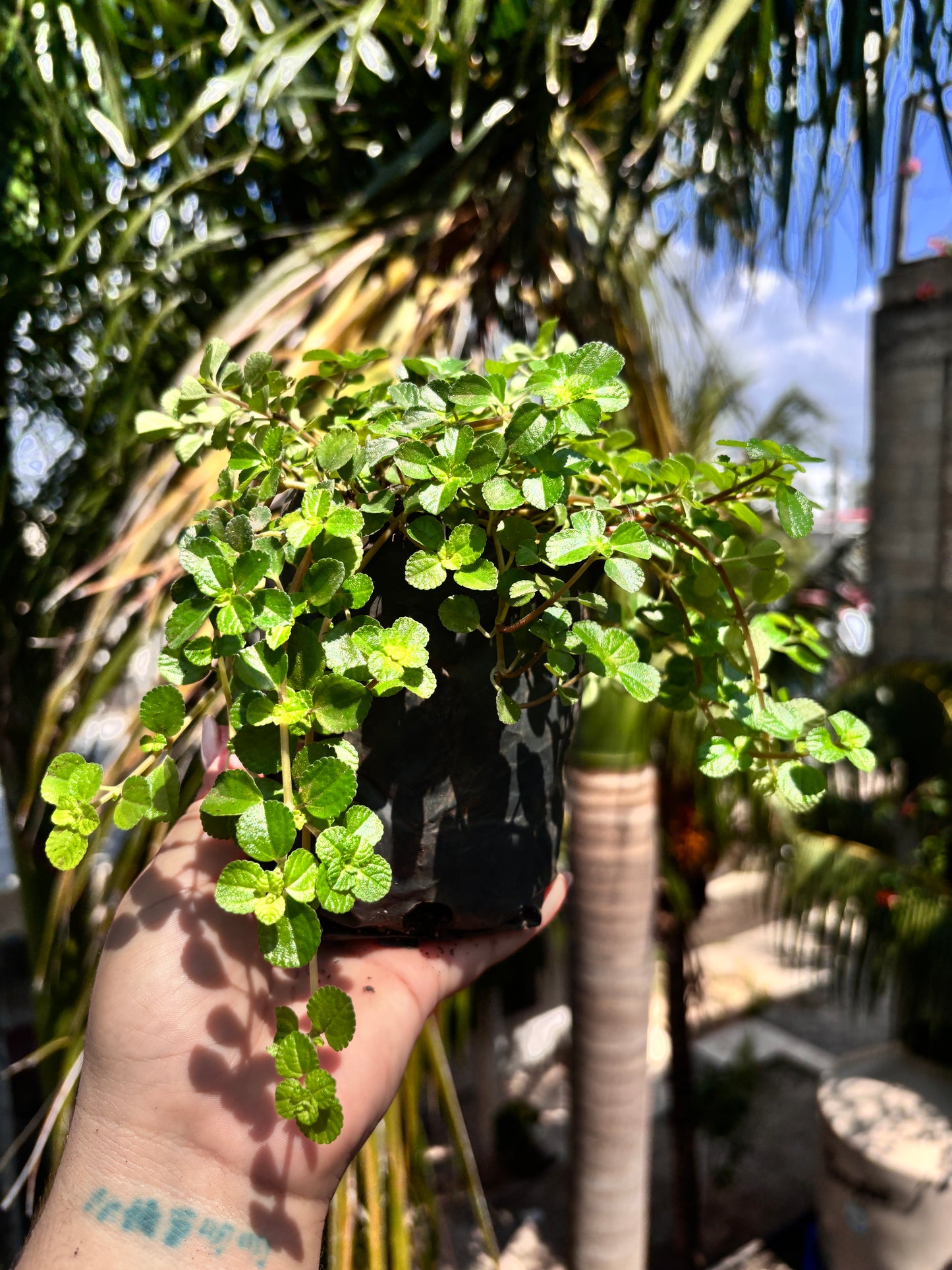 Pilea Depressa #4
