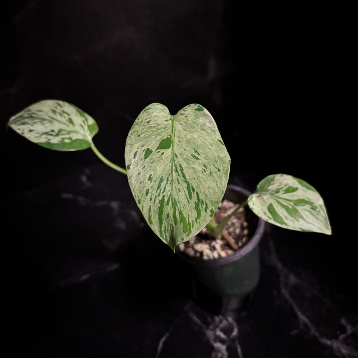 Monstera Bulbasaur “4