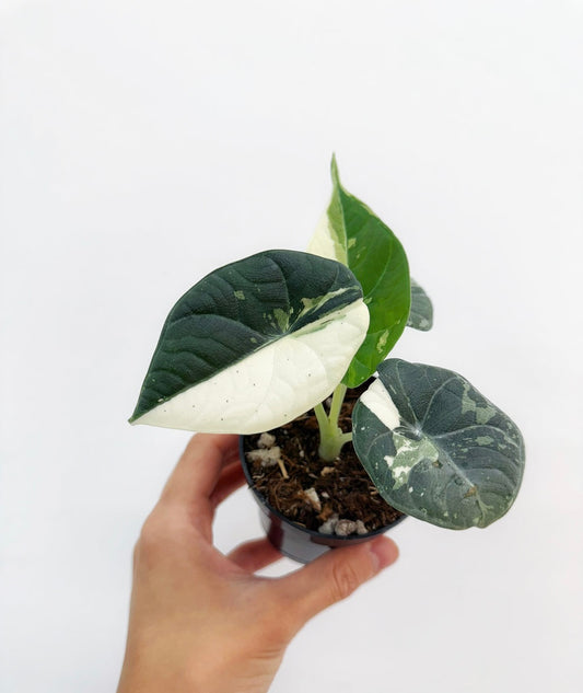 Alocasia Maharaní Albo “4 (planta exacta)