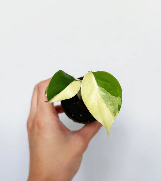 Monstera Lemon Pom Pom “3