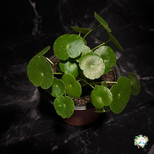 Hydrocotile Verticillata “5