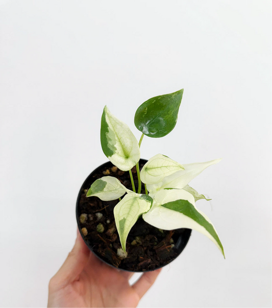 Alocasia Cucullata Albo “4