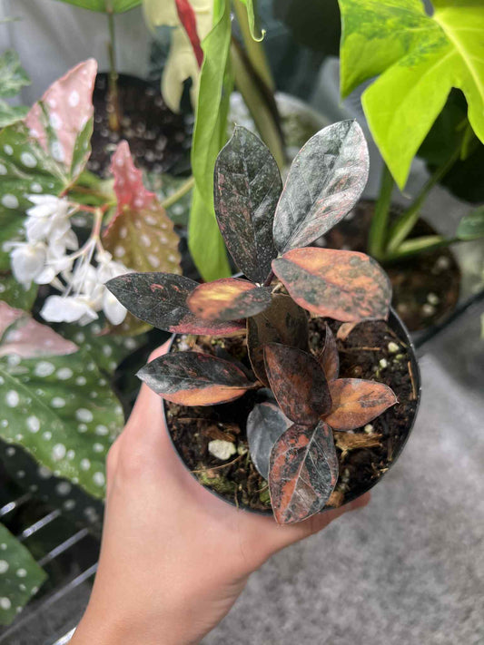 Zamioculca Zamifolia Pink/Orange Variegada “4