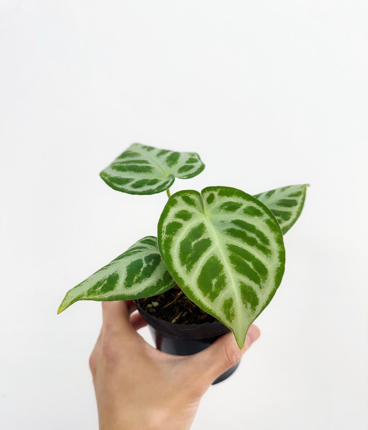 Anthurium Dorayaki “4