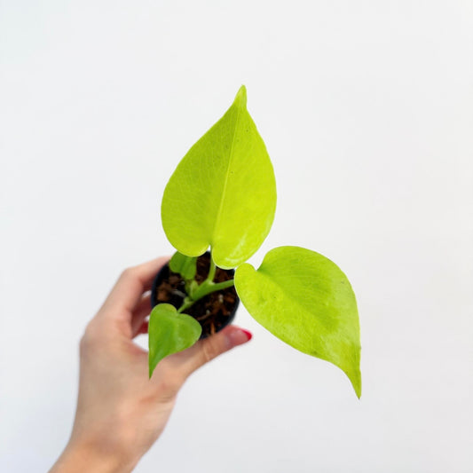 Monstera Lemon Lime "3