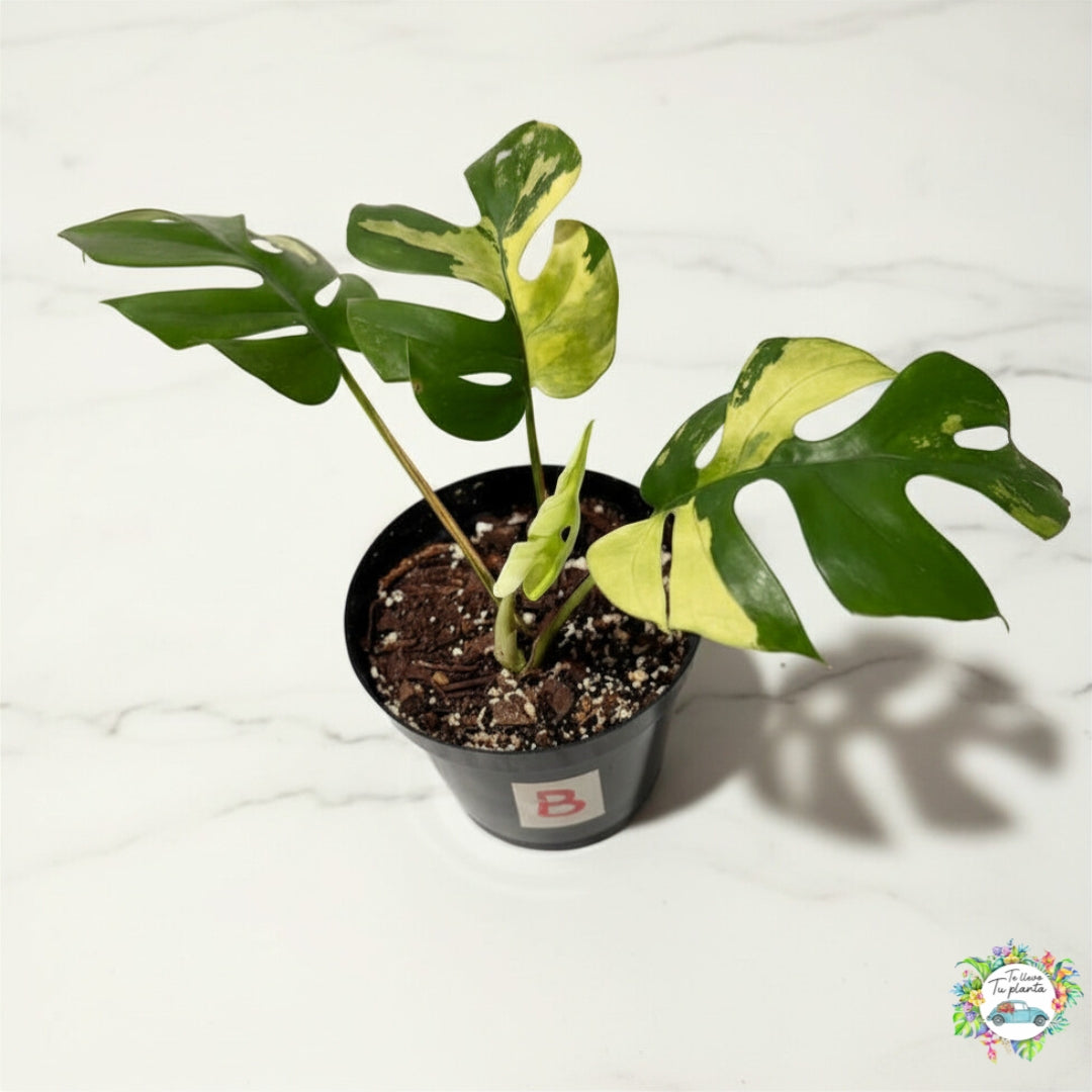 Raphidophora Tetrasperma Variegada “4 (B)