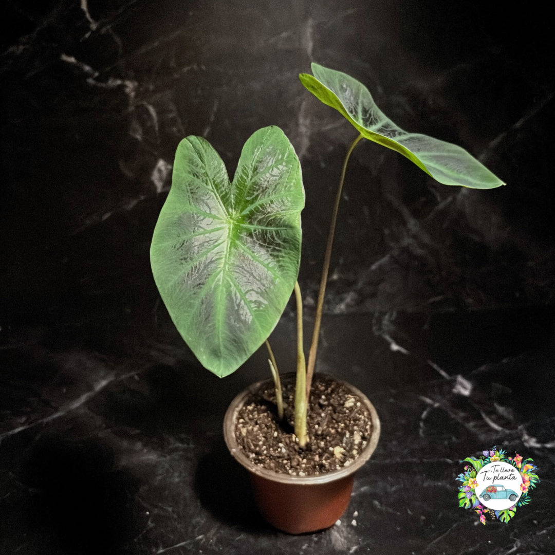 Colocasia Aloha “4