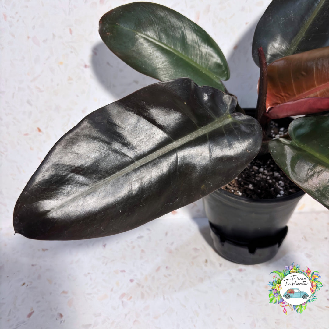Philodendron Black Cardinal “6