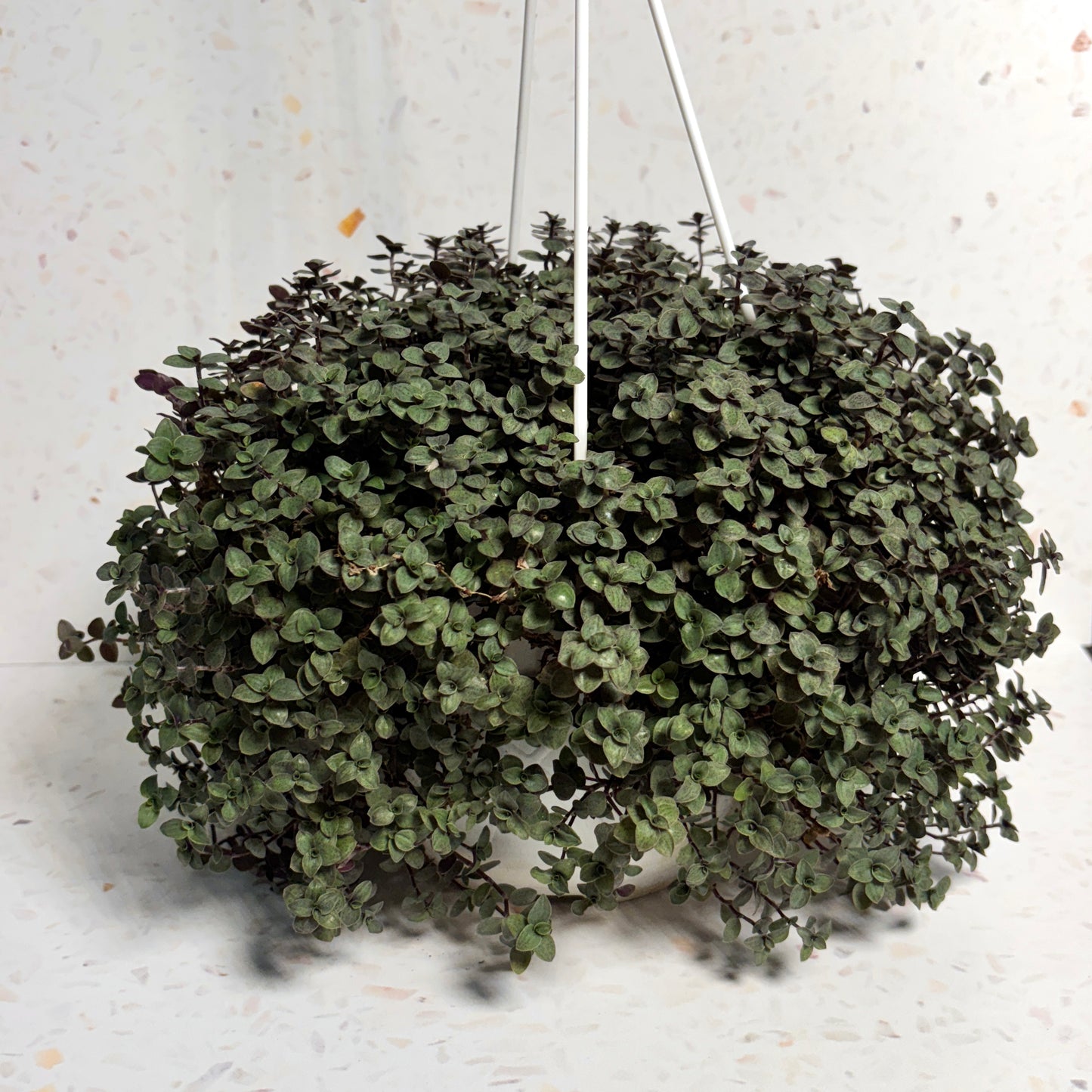 Callisia Rapens "7