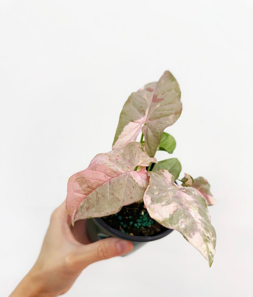 Syngonium Double Pink “4