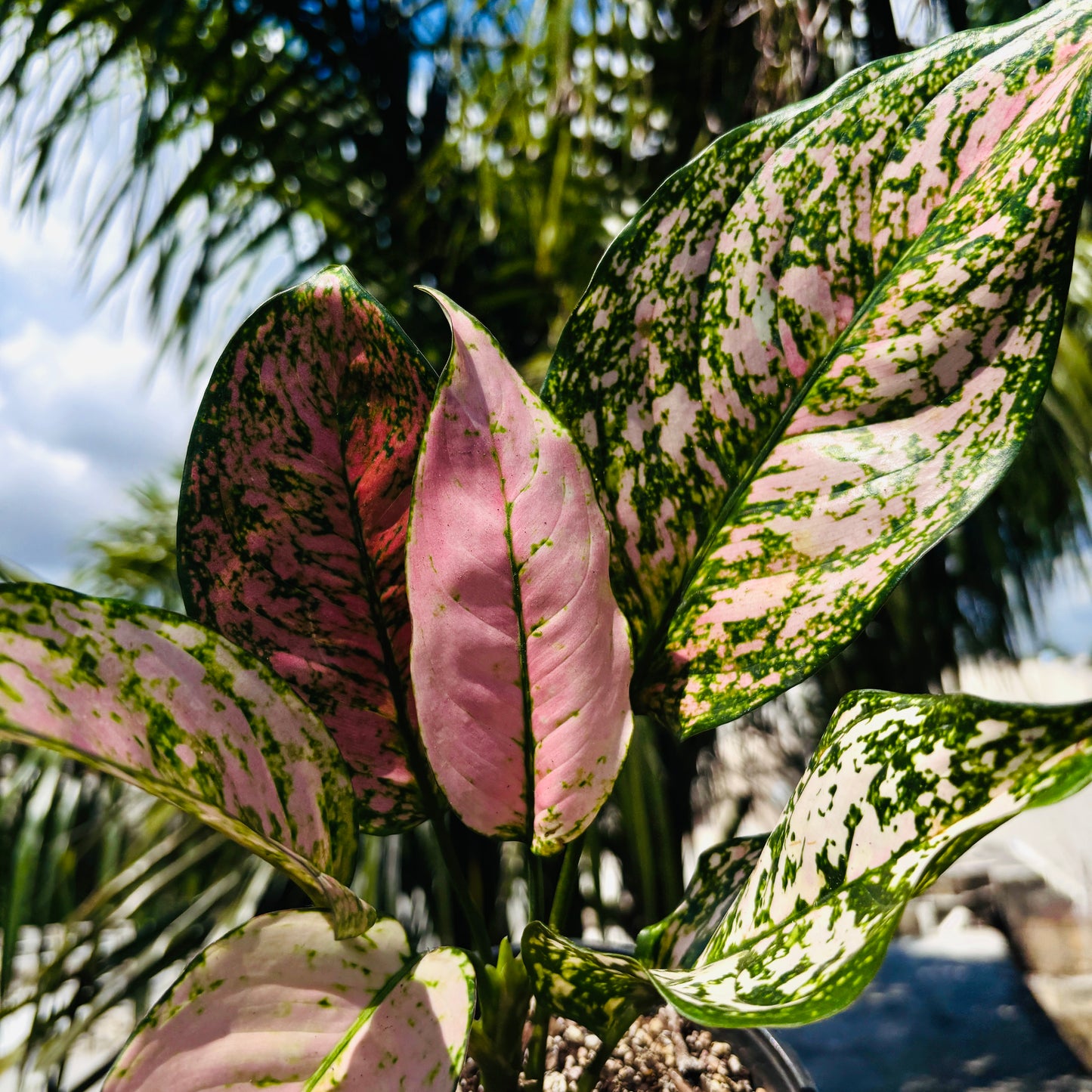 Aglaonema Etta Rose “5