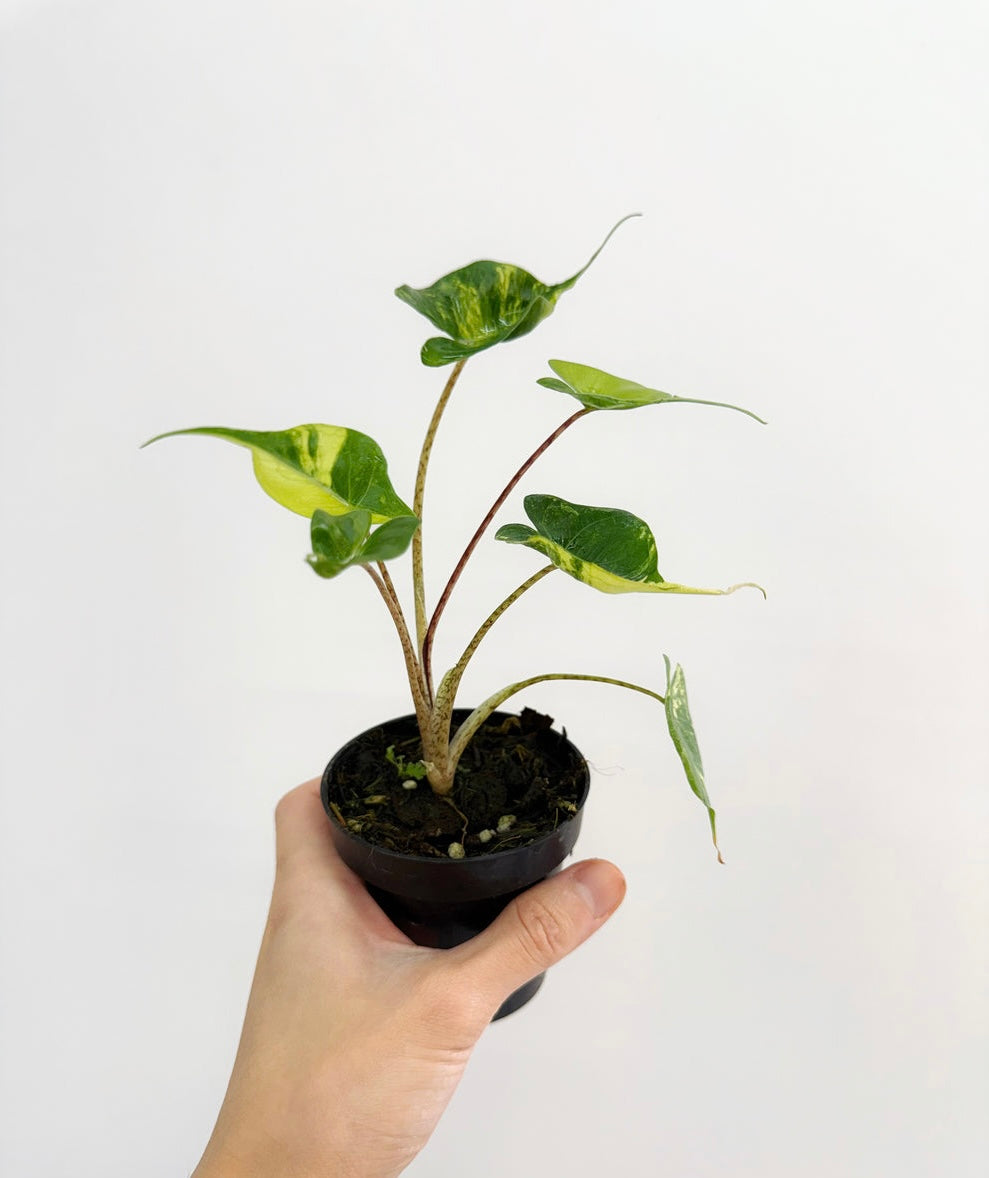 Alocasia Stingray Variegada “4