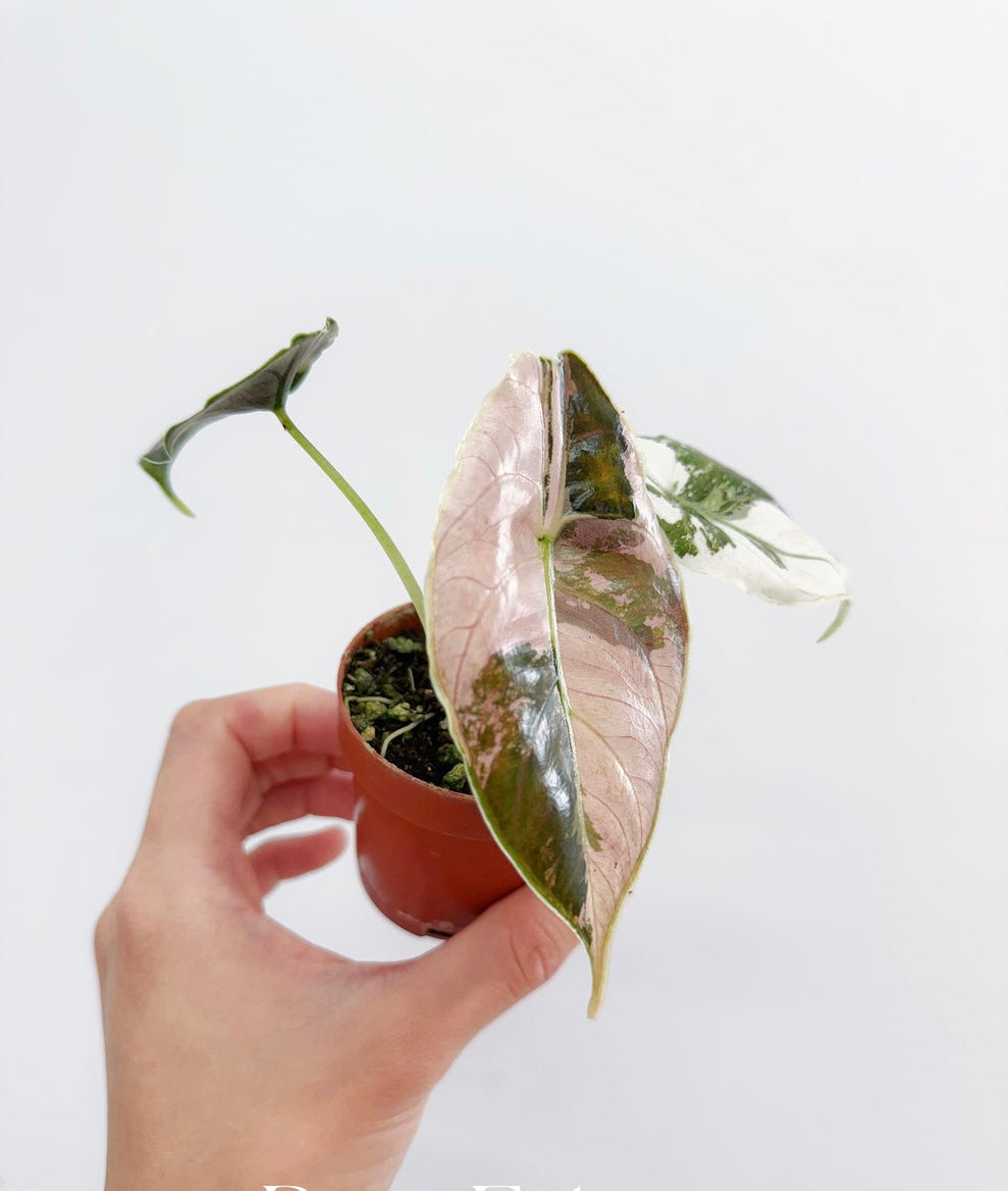 Alocasia Azlani Variegada “4