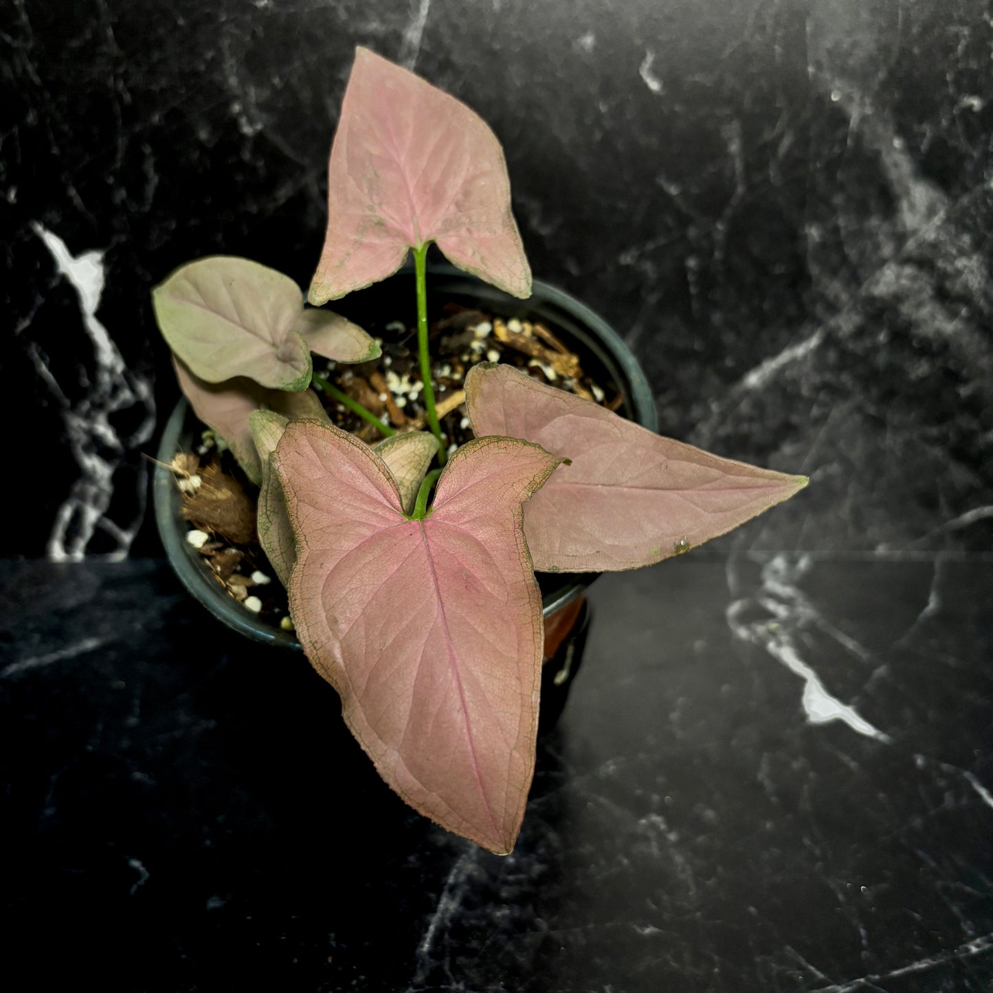 Syngonium Pink Arrow Head “4