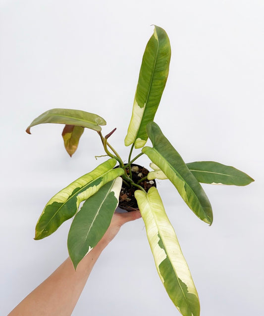 Philodendron Atabapoense Variegado “4