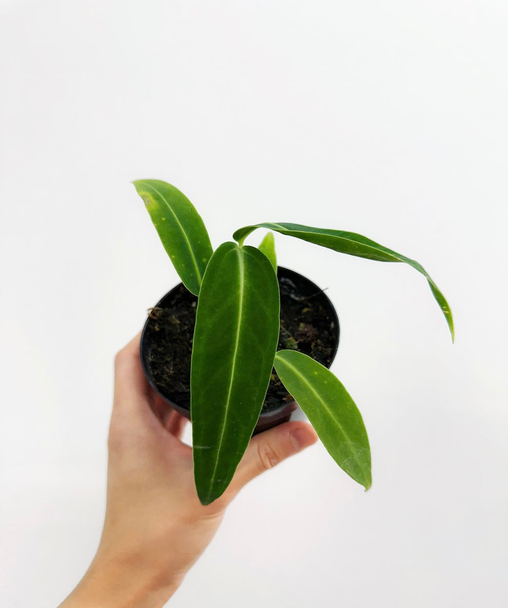 Anthurium Waroqueanum Dark “4