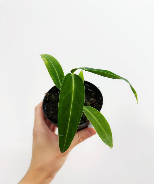 Anthurium Waroqueanum Dark “4