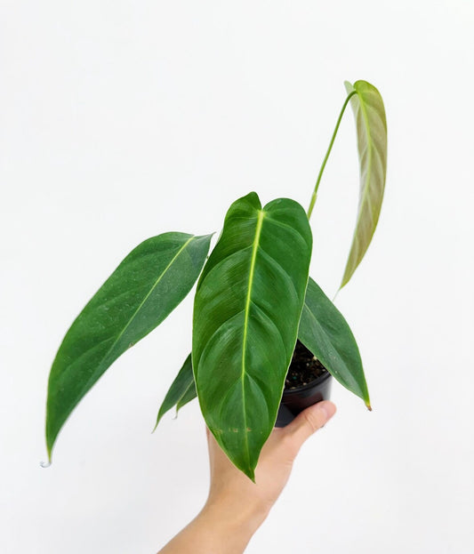 Philodendron Esmeraldense “4