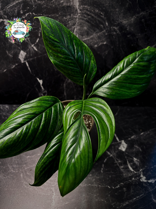 Monstera Pinattipartita “6