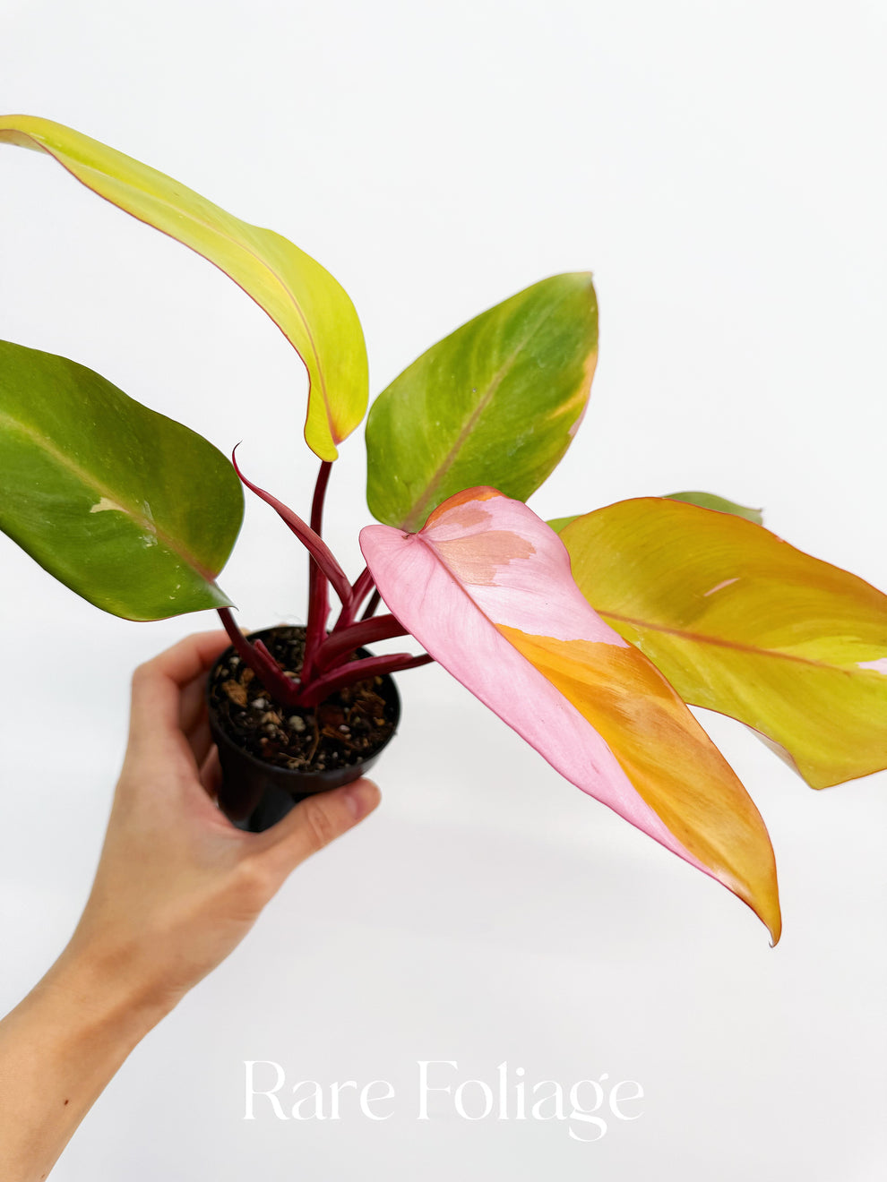 Philodendron Persimmon Princess “4