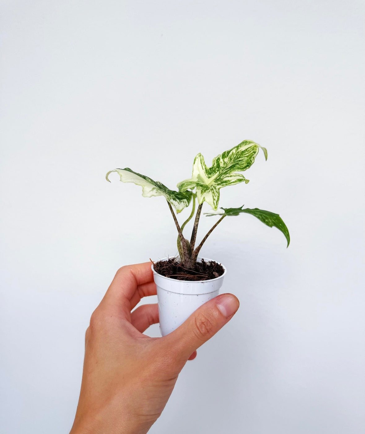 Alocasia Brancifolia Albo “4