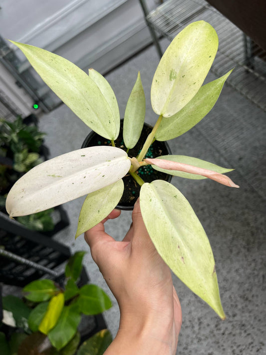 Philodendron Whipple Way "4